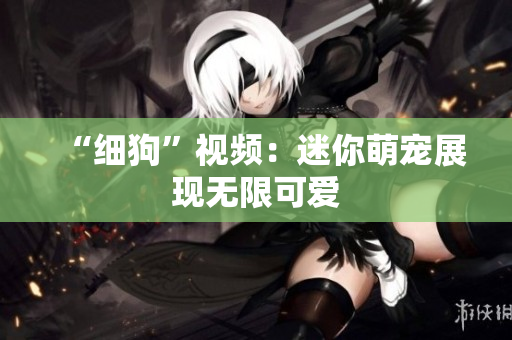 “细狗”视频：迷你萌宠展现无限可爱