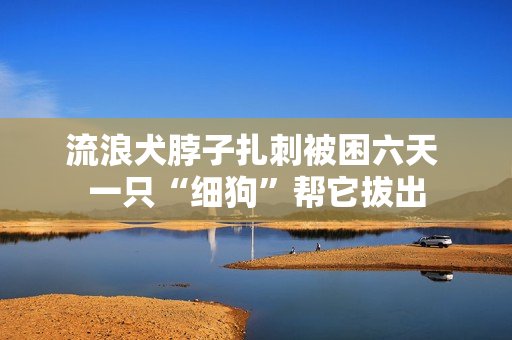 流浪犬脖子扎刺被困六天 一只“细狗”帮它拔出