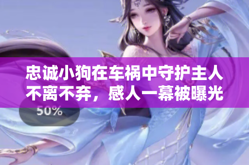 忠诚小狗在车祸中守护主人不离不弃，感人一幕被曝光